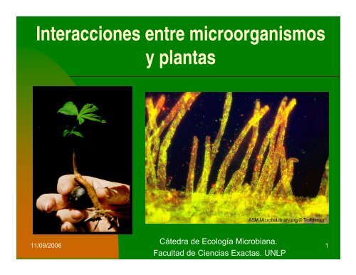 Interacciones entre microorganismos y plantas