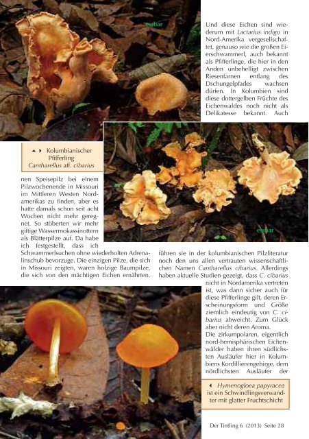 Neu: Kolumbien Pilzartikel - Mushroaming