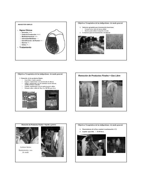 Indigestiones en bovinos: 2) Enfermedades y tratamientos