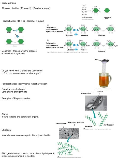 Giant Molecules from Smaller Building Blocks Cells link monomers ...