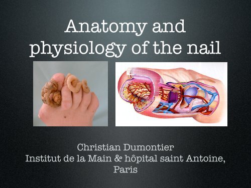 Anatomy and physiology of the nail - ClubOrtho.fr