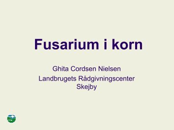 Fusarium i korn - LandbrugsInfo