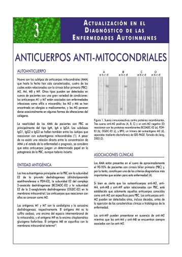 anticuerpos anti-mitocondriales