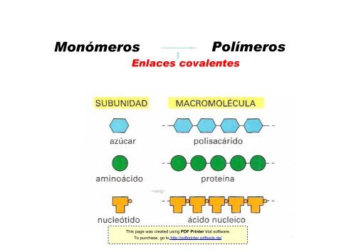 Clase 4. Composición química de la célula II: - psicobiologia