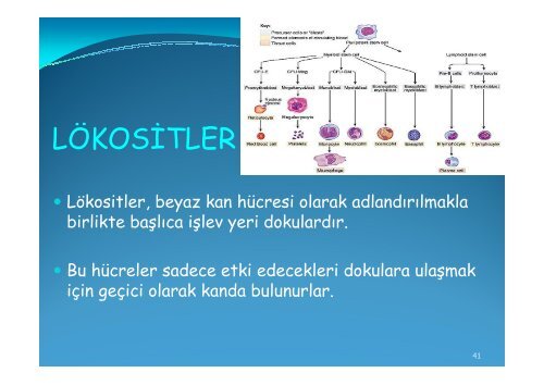 Kan Bileşenlerinin Tanımı