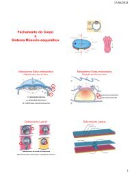 Dobramento do Corpo e Sistema Musculo-esquelÃ©tico