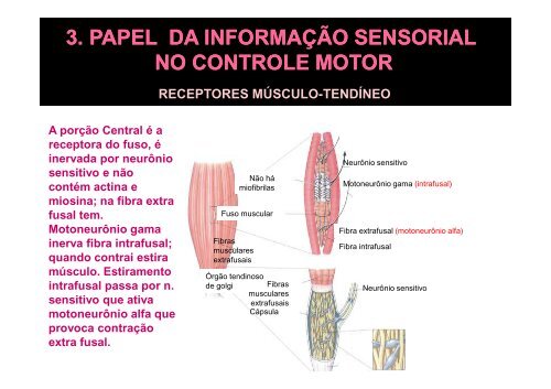 2. funÃ§Ãµes do controle motor