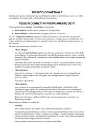 tessuto connetivale tessuti connettivi propriamente detti