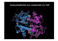 NukleotidaffinitÃ¤t und -selektivitÃ¤t von TAP