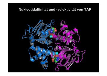 NukleotidaffinitÃ¤t und -selektivitÃ¤t von TAP