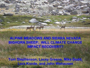 alpine meadows, sierra nevada bighorn sheep, and wilderness