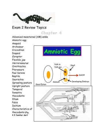 Amniotic Egg