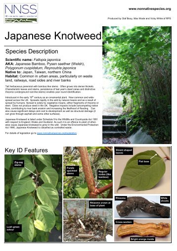 Japanese Knotweed (Fallopia japonica)