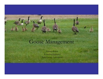 Goose Management - Lake George Association