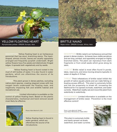 Invasive Plants of the Adirondacks - Adirondack Park Invasive Plant ...