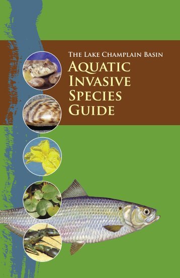 Lake Champlain Basin Aquatic Invasive Species Guide