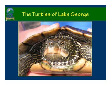 The Turtles of Lake George - Lake George Association