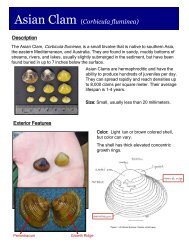 Asian Clam (Corbicula fluminea) - Lake George Association