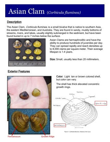 Asian Clam (Corbicula fluminea) - Lake George Association