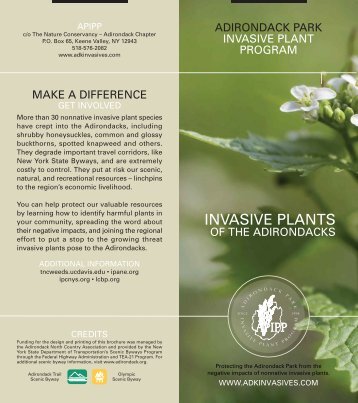 Invasive Plants of the Adirondacks - Adirondack Park Invasive Plant ...