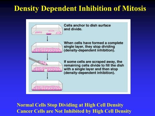 Chapter 8: Mitosis - Cell Division and Reproduction