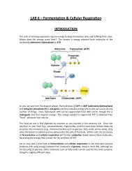 Lab #6 - Cellular Respiration