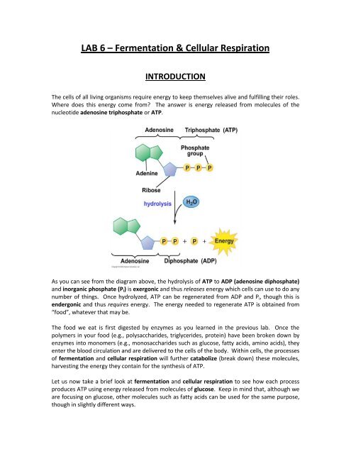 Lab #6 - Cellular Respiration