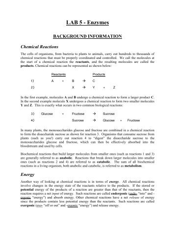 LAB 5 â Enzymes