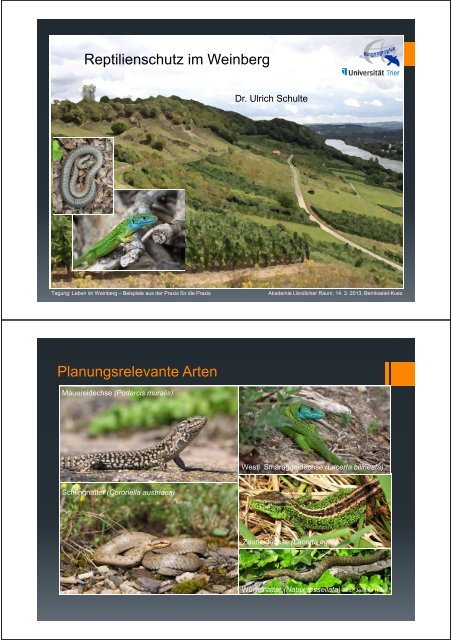 (Microsoft PowerPoint - DLR Mosel Reptilienschutz im Weinberg ...