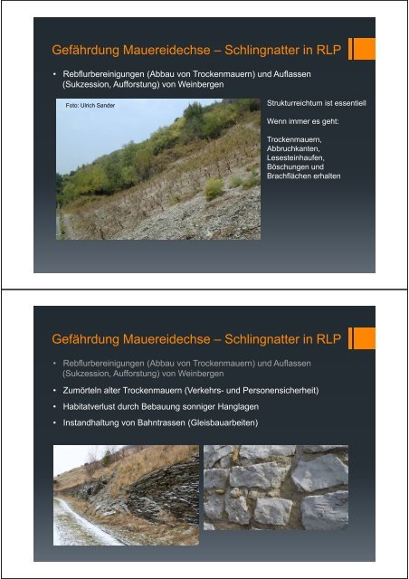 (Microsoft PowerPoint - DLR Mosel Reptilienschutz im Weinberg ...