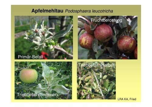 Pflanzenschutz im Bio-Streuobst 2009