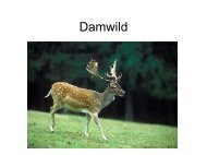 Damwild