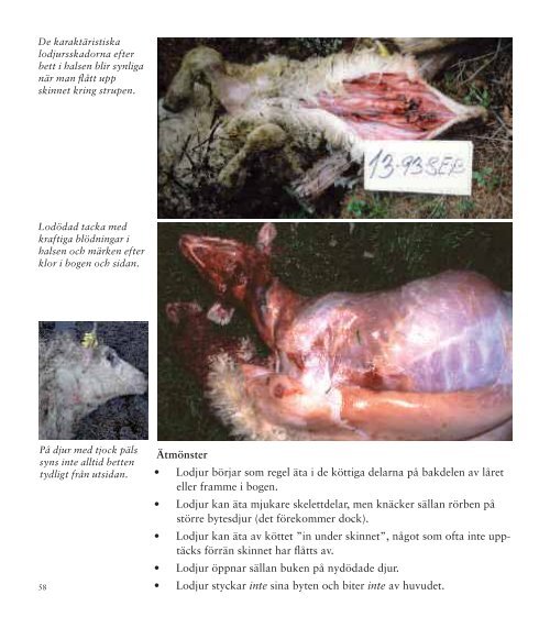 Besiktning av rovdjursangripna tamdjur - Länsstyrelserna