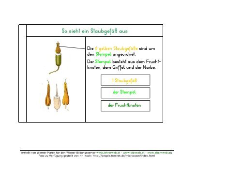 Das Schneeglöckchenbuch - Lehrerweb