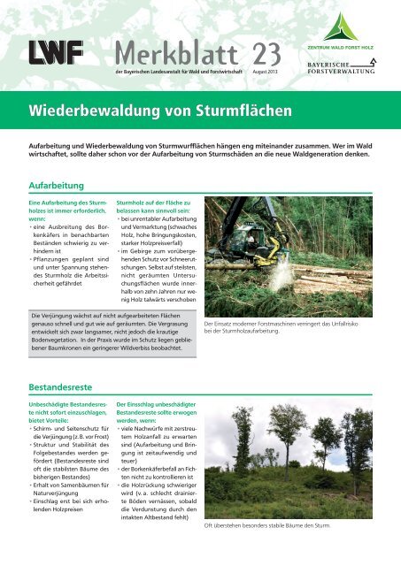 Wiederbewaldung von Sturmflächen. - Bayerische Landesanstalt für ...