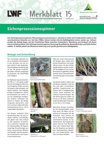 Eichenprozessionsspinner - Bayerische Landesanstalt für Wald und ...