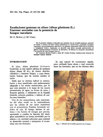 Exudaciones gomosas en alisos (Alnus glutinosa (L.) Gaertner ...