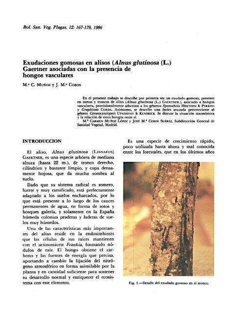 Exudaciones gomosas en alisos (Alnus glutinosa (L.) Gaertner ...