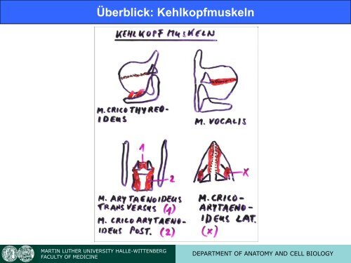 Vorlesung "Atmung" (Professor Claassen) - Universität Halle - Martin ...