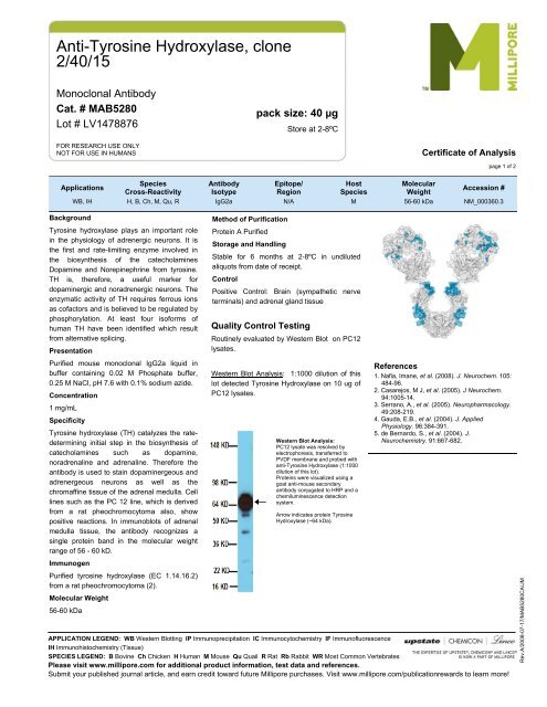 Anti-Tyrosine Hydroxylase, clone 2/40/15 - Millipore