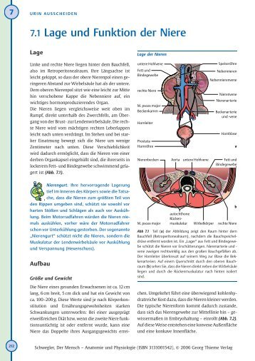 7.1 Lage und Funktion der Niere - Buchhandel.de