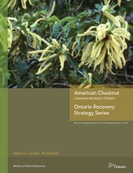 (Castanea dentata) in Ontario - Ministry of Natural Resources ...