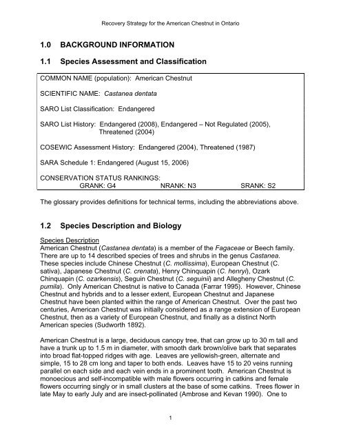 (Castanea dentata) in Ontario - Ministry of Natural Resources ...