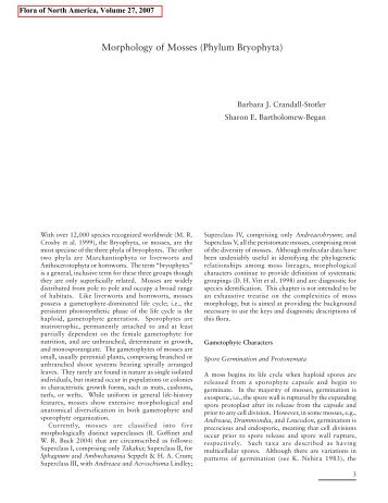 Morphology of Mosses (Phylum Bryophyta)