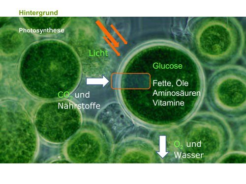 Photo-Bio-Reaktoren an der Fassade zur Energiegewinnung ...