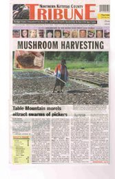 Mushroom Harvesting-Table Mountain morels attract ... - Mushroaming