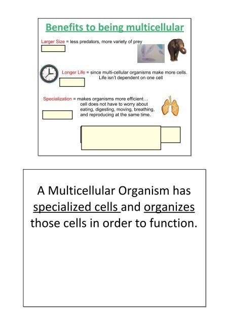 A Multicellular Organism has specialized cells and ... - Teacher