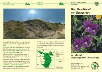 Die „Blaue Blume” von Blankenrode - Naturpark Teutoburger Wald ...