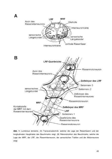 Grundkurs Tierphysiologie - Institut für Biologie und Neurobiologie ...