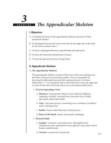 The Appendicular Skeleton